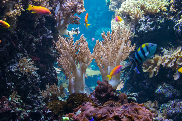 Tropical Fish Swimming by Coral at the Berlin Aquarium