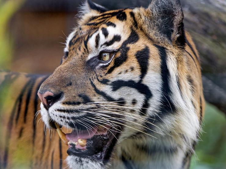 Close-up look at a Sumatran Tiger in the Berlin Zoo