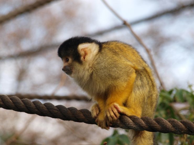 Black Capped Squirrel Monkey at the London Zoo - Bet You Think he's Cute
