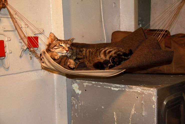 The ship's resident cat relaxing in its own hammock