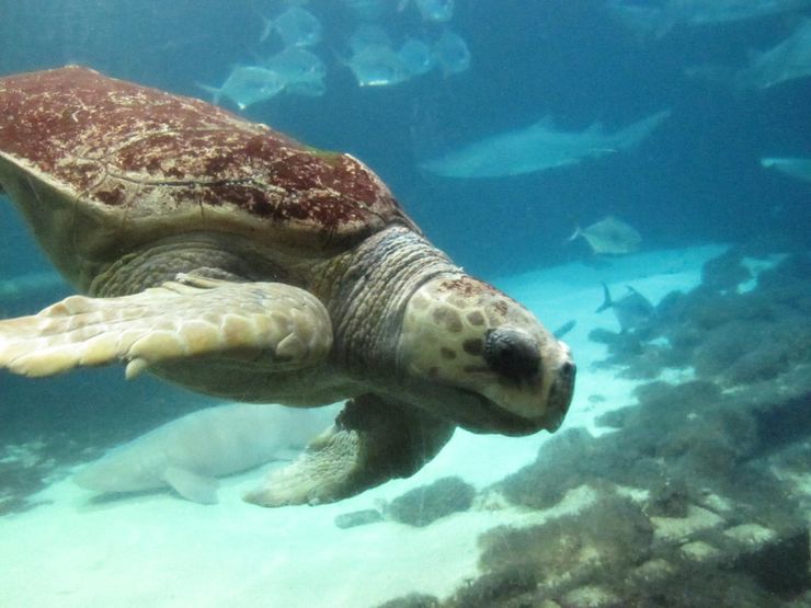 A Giant Sea Turtle at the New York Aquarium