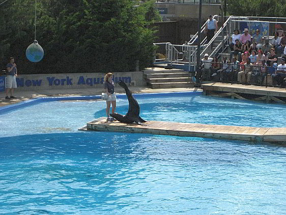 A seal performs at the New York Aquarium