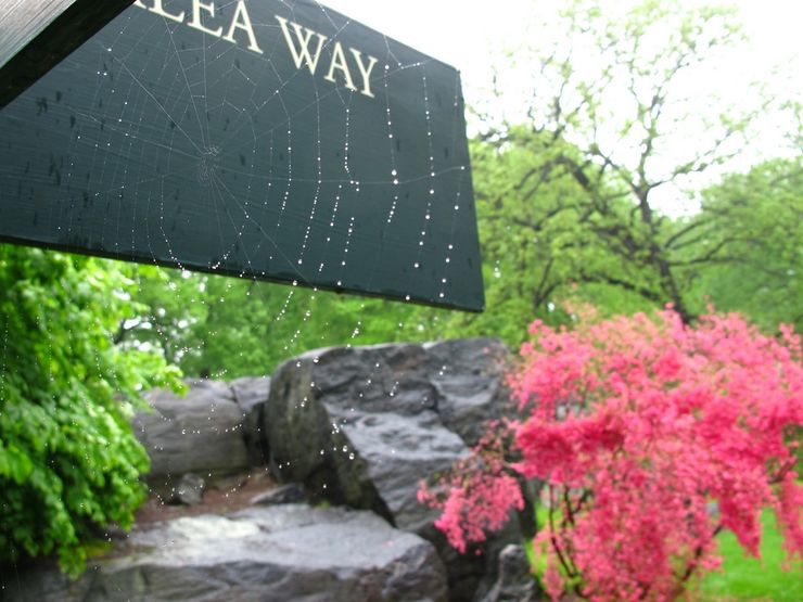 Azalea Way in the New York Botanical Garden