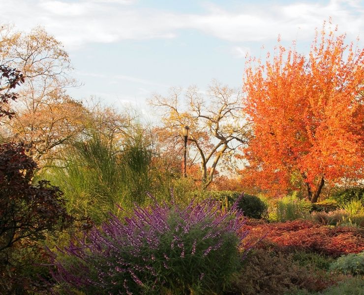 Blazing Colours in the Heather Garden at Fort Tryon Park
