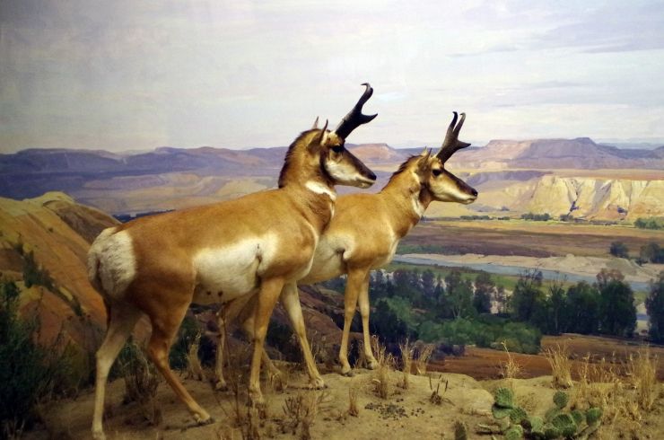 One of many dioramas inside of the American Museum of Natural History