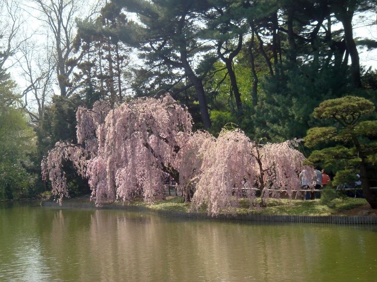 Spring is cherry blossom time at the Brooklyn Botanical Garden