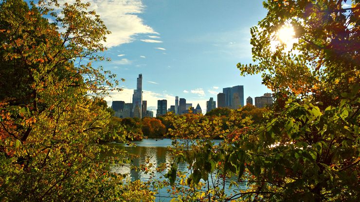 A screened view of Manhattan's highrises from Central Park