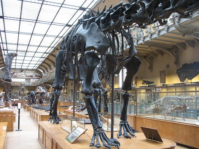 Gallery of Palaeontology and Comparative Anatomy at the National Museum of Natural History