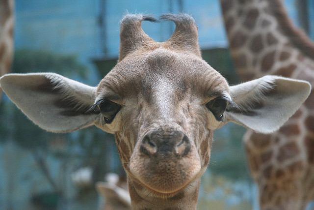 A young giraffe welcomes visitors to Parc Zoologique de Vincennes