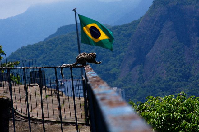 Monkeys also enjoy the great views from Forte Duque de Caxias