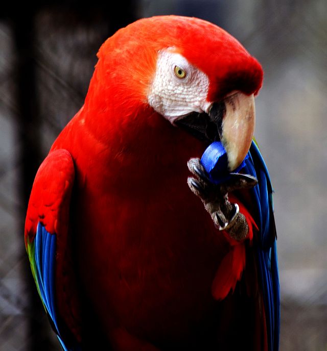 A Scarlet Mawca at the Rio Zoo