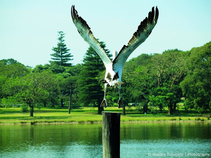 A pelican takes to the air at Centennial Park in Sydney