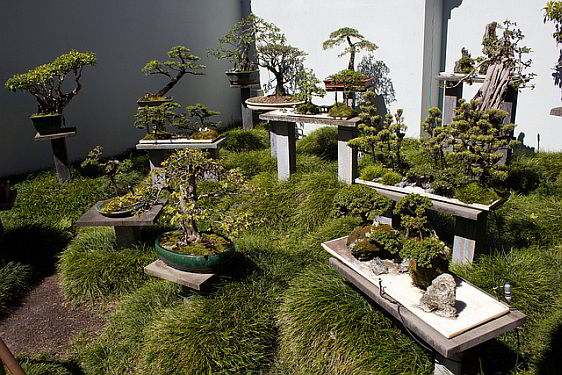 Bonzai plants in the Chinese Garden of Friendship