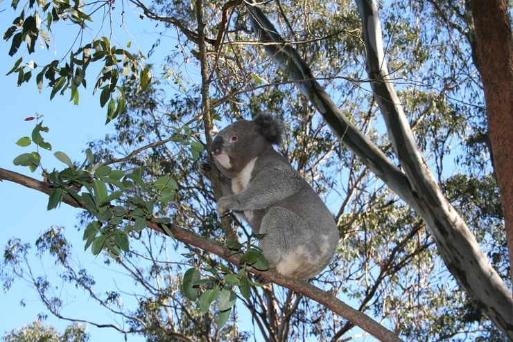 A Koala Bear checking out the view from a tree at Featherdale Wildlife Park