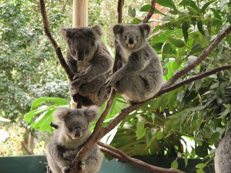 A rare moment - three Koalas awake at the same time