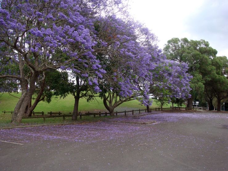 Jacaranda trees show off their beautiful colour in Parramatta Park