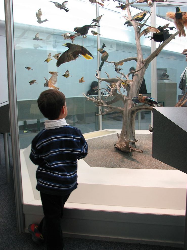 A child is captivated by a display of birds at the Royal Ontario Museum