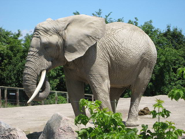 What would a zoo be without elephants?