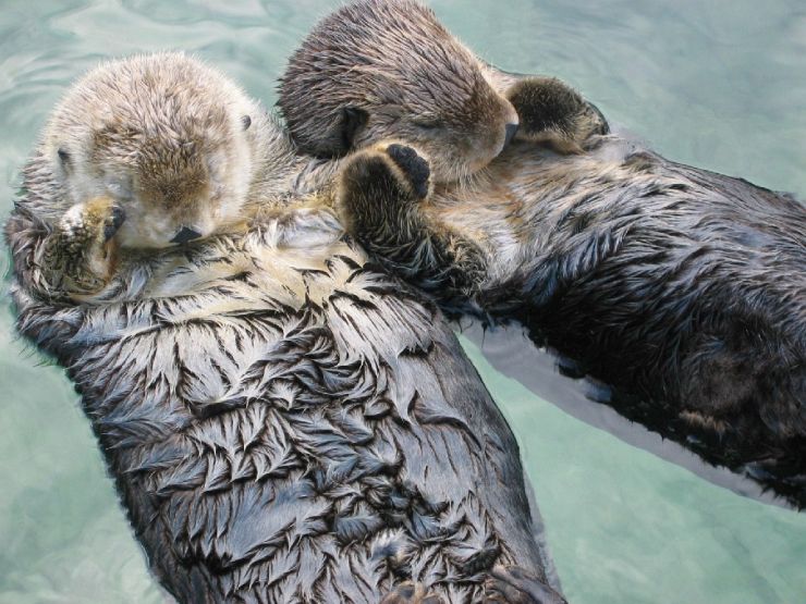 Sea Otters holding hands at Vancouver Aquarium