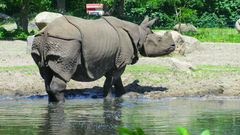 An Asian Rhino in Tierpark Zoo