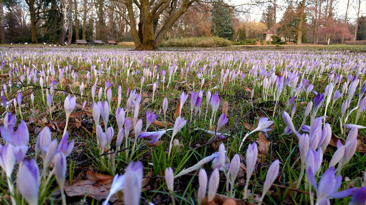 Crocus field at Blankenfelde Botanical Park in Berlin