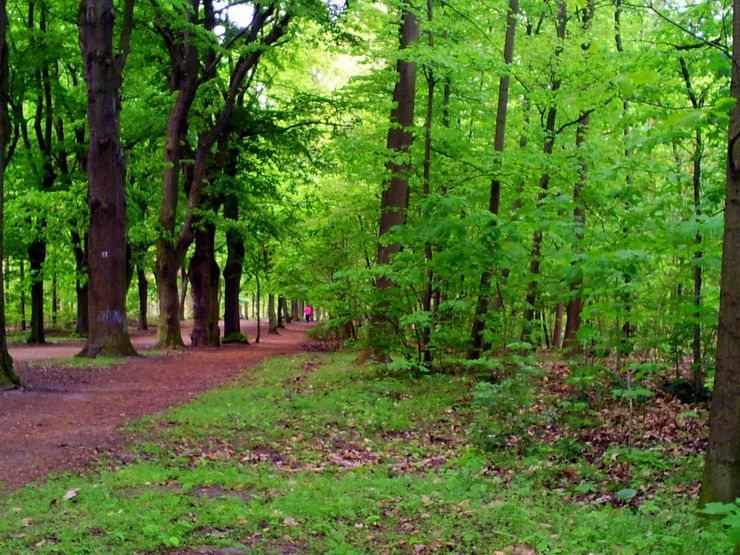 Walking Trail in the Grunewald Forest