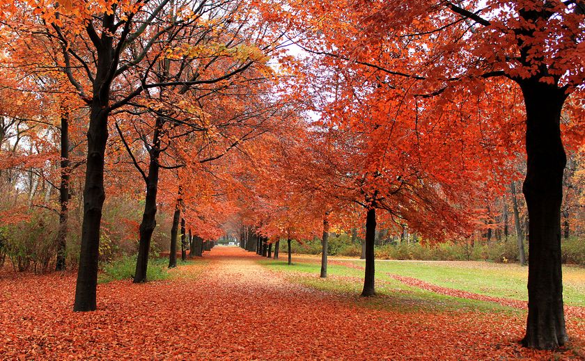 Tiergarten park ablaze with autumn colour