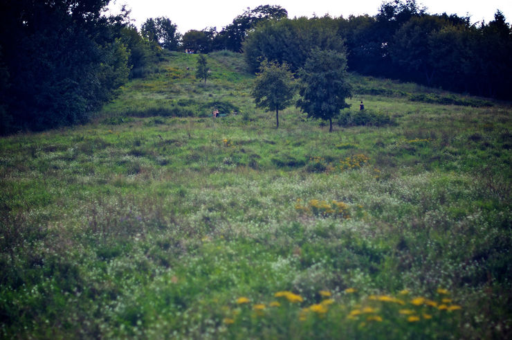 Hillside covered in grass and wildflowers in Volkspark Prenzlauer Berg