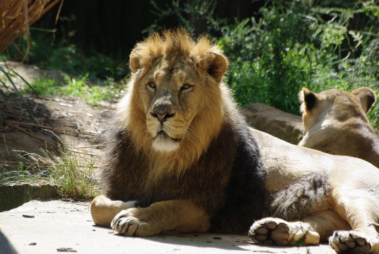 Asian Lion Relaxing in the Sunshine at the London Zoo