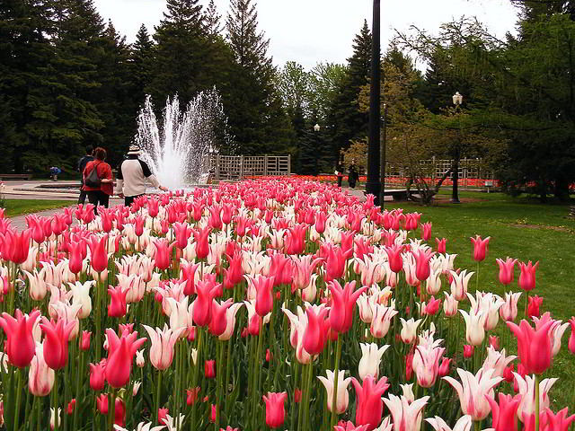 Brilliant floral displays at the Montreal Botanical Garden