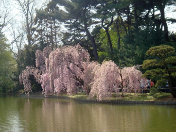 Visitor's Guide to the Brooklyn Botanic Garden in NYC