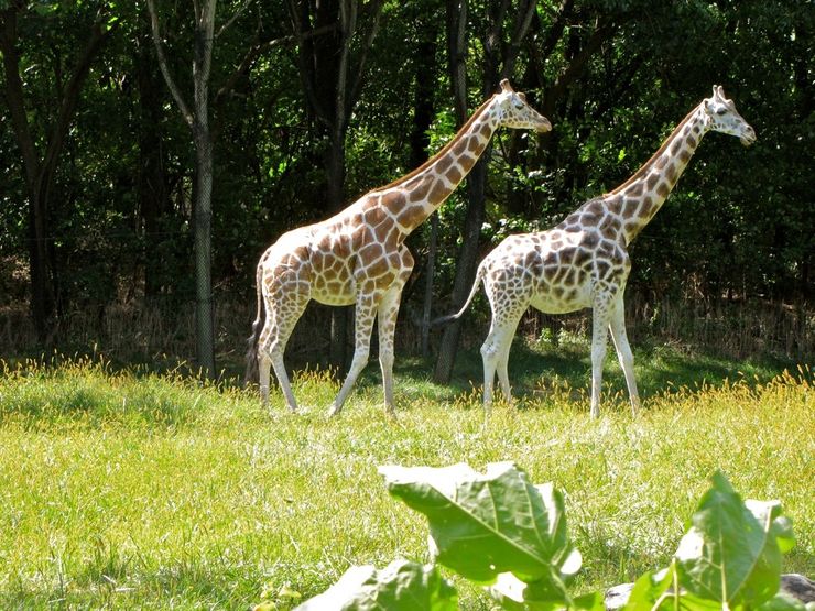 Two giraffes stands tall among the trees in the Bronx Zoo