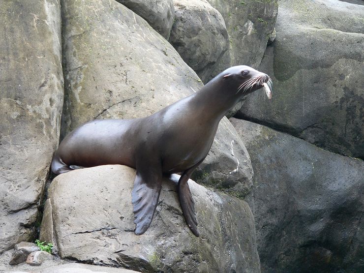 One of many residents living at the Central Park Zoo