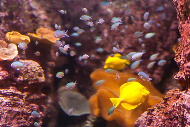 Colourful Tropical Fish a the CinéAqua Aquarium in Paris 