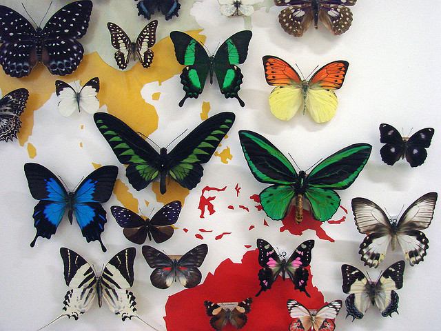 Entomology showcase inside Museum National D'Histoire Naturelle