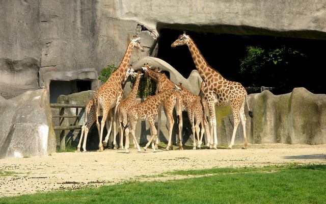 Giraffe exhibit in the Parc-Zoologique-de-Paris