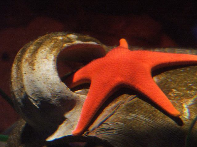 A starfish and an octopus up close and personal