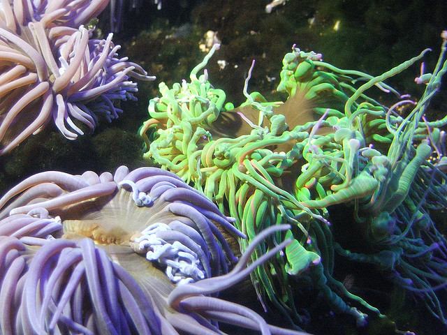 Fluorescent Anenomies in Sea Life Val d'Europe