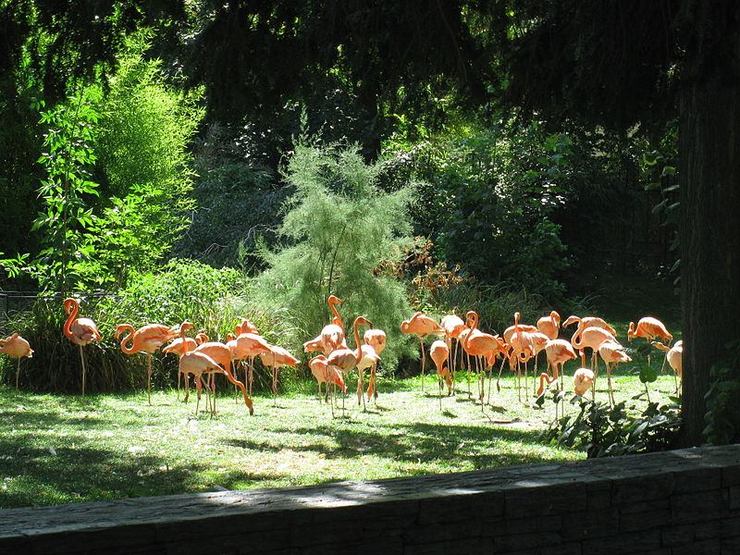 Flamingos in the Menagerie at the Jardin des Plantes