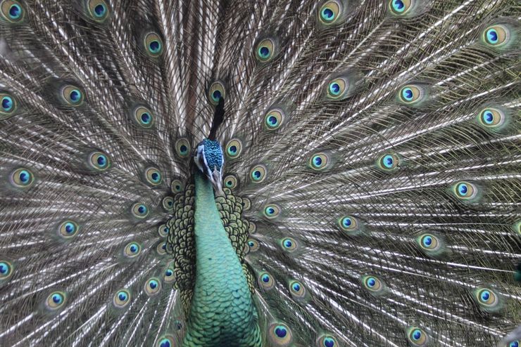 A peacock shows off its allure at the Auburn Botanical Gardens