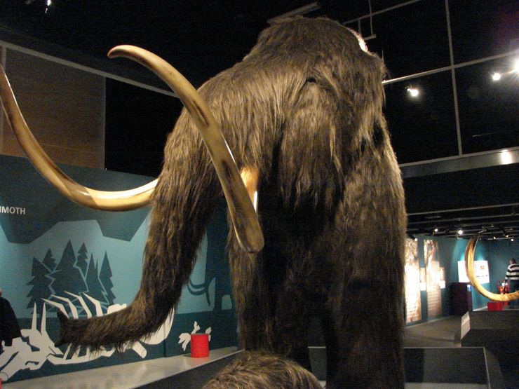 A Mammoth Display at the Australian Museum