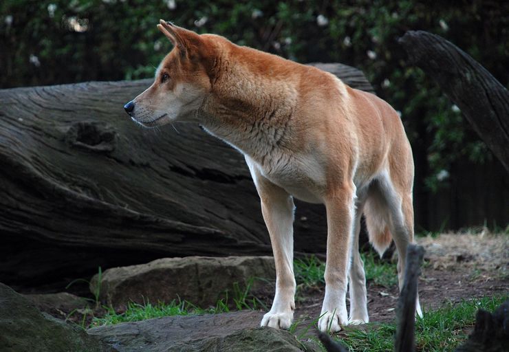 A very focused Dingo at Featherdale Wildlife Park