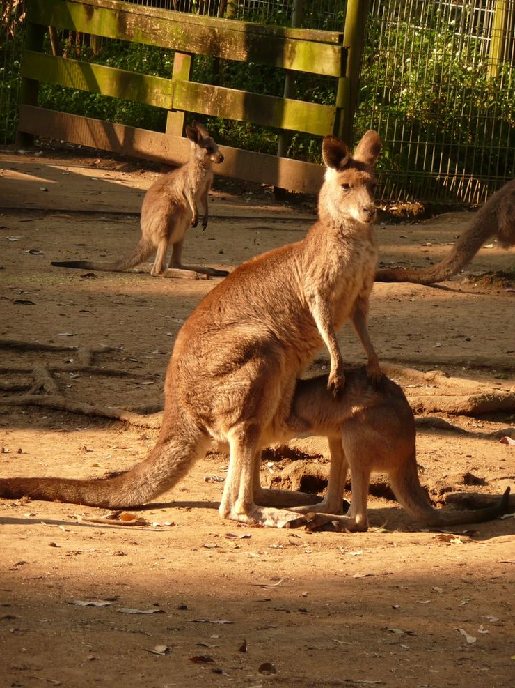 Kangaroos at the Koala Park Sanctuary