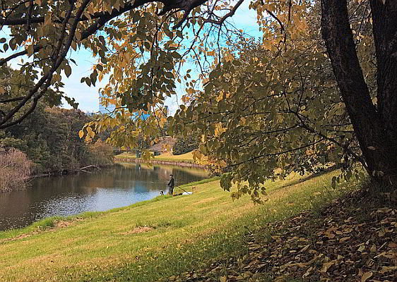 Idylic beauty of Parramatta Park along the Parramatta River