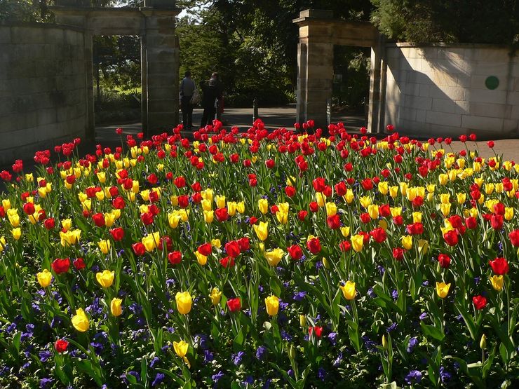 Blazing Tulips in the Royal Botanic Gardens