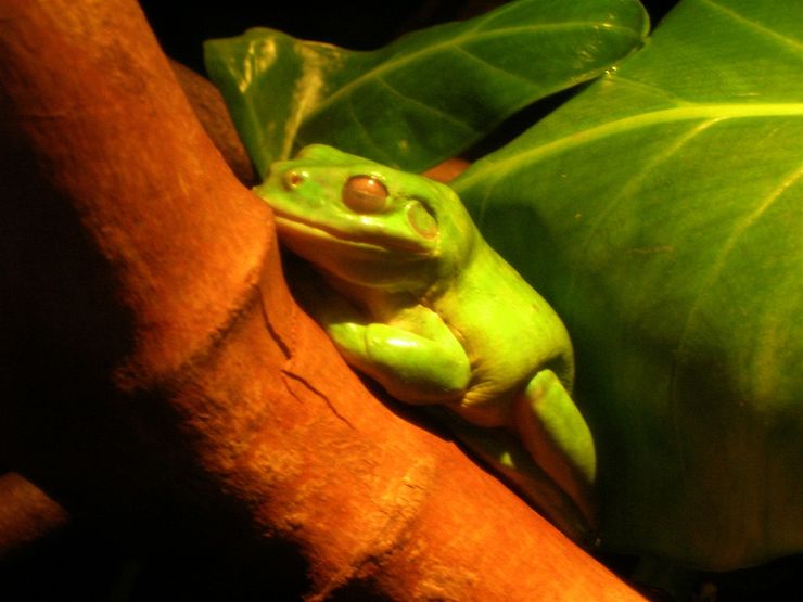 A frog blending with its habitat at the Sydney Aquarium