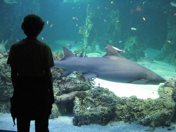 Seeing sharks up close and personal at the Sydney Aquarium