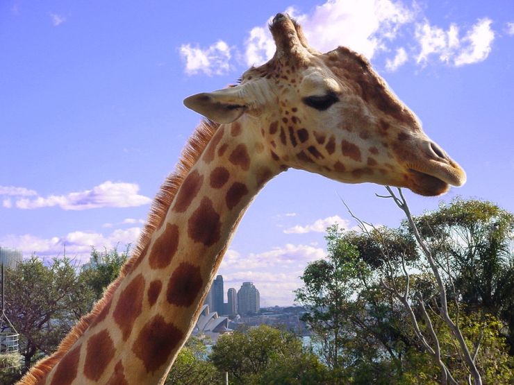 The giraffes at the Taronga Zoo 