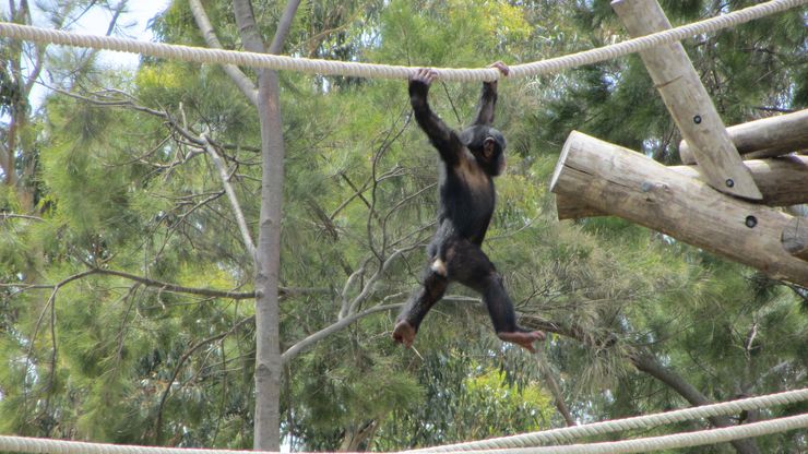 Ape on a rope!