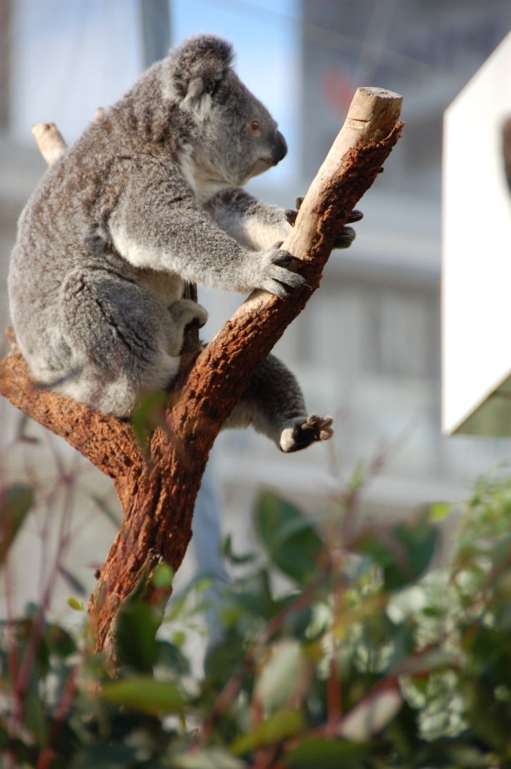 Cute Koala at WILD LIFE Sydney
